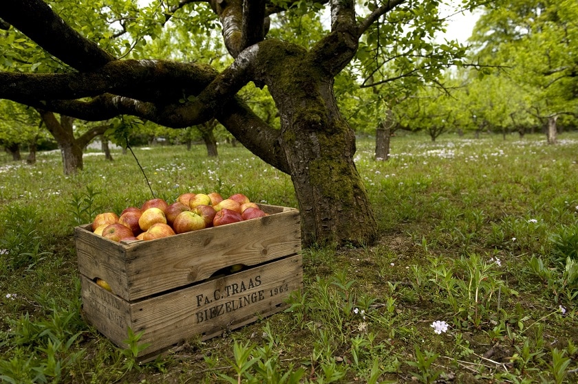 Apple Harvest Time With Good Food Ireland Good Food Ireland