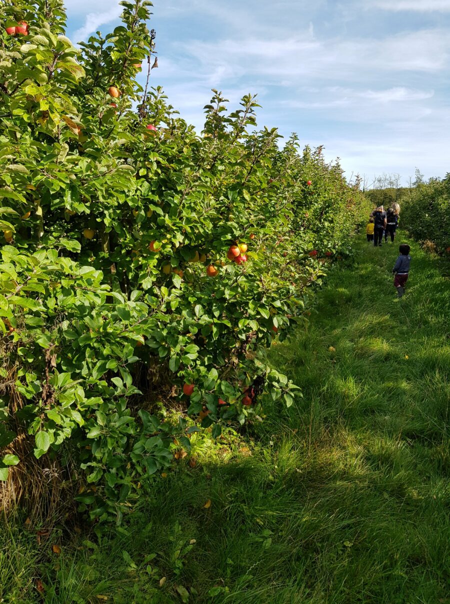 Apple Harvest Time With Good Food Ireland - Good Food Ireland