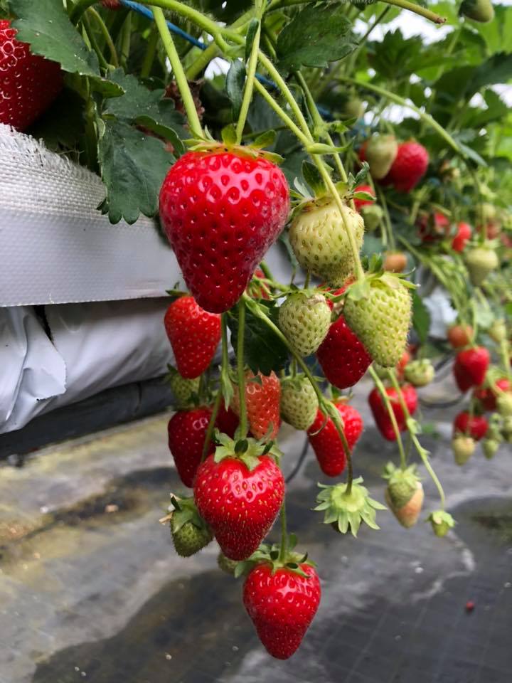Malone Fruit Farm & Farm Shop in Ballon Carlow Good Food Ireland