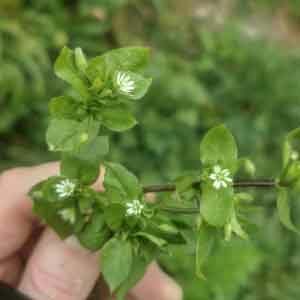 Chickweed