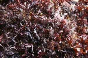 Seaweeds, Ireland