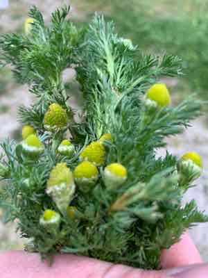 Pineapple Weed