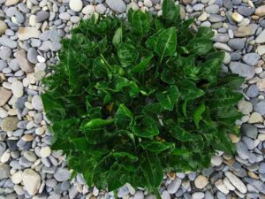 sea beet