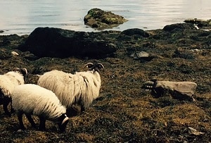 Calvey’s Achill Mountain Lamb, Irish Food