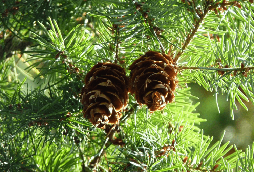 8 Way To Eat Your Christmas Tree - Good Food Ireland