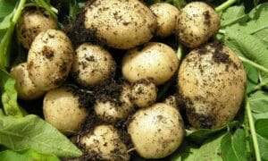 Irish New Potatoes
