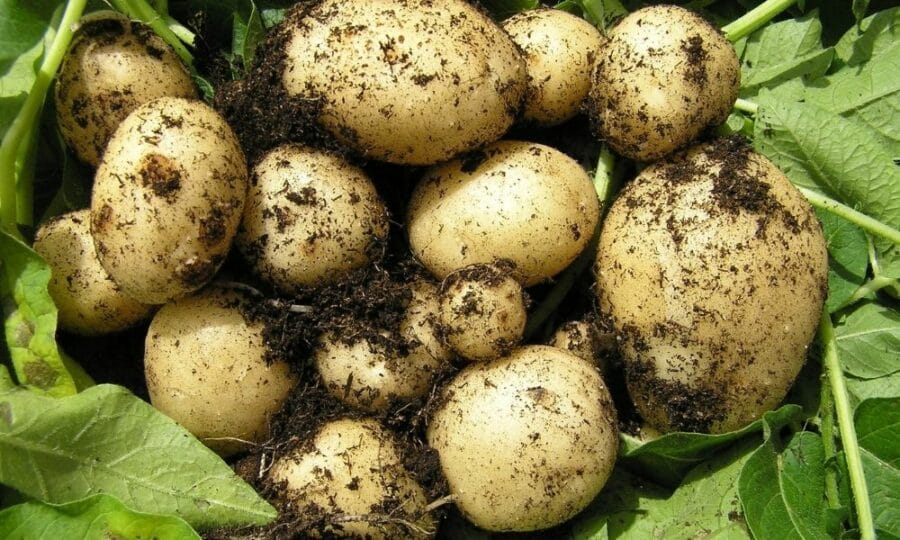 Irish Producers Say Hello To Summer With Irish New Potatoes