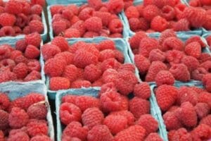 Fresh Raspberries for Jam