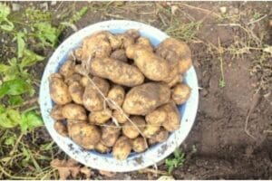 Grow your own potato