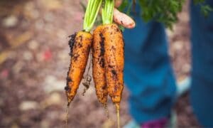 Irish Organic Carrots