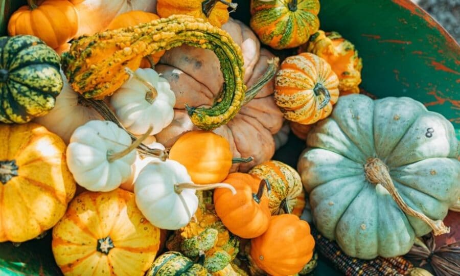 Pumpkin Soup Recipe