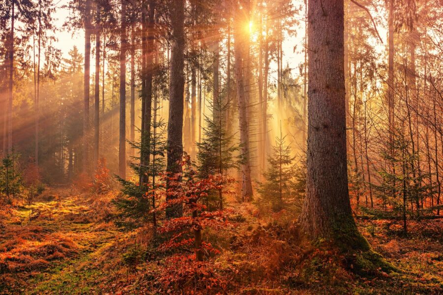 What Foods Are In Season In September