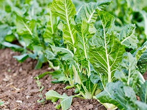 Beetroot Plant, Summer Gardening