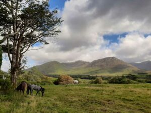 Connemara Ponies