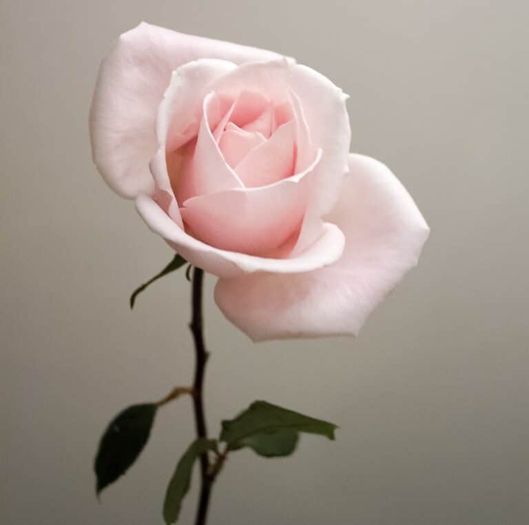 Flower Power Petals You Can Eat Good Food Ireland