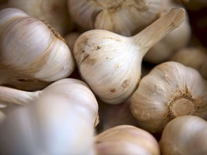 Garlic Bulbs