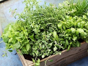 Herbs, Summer Gardening in Ireland