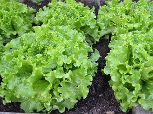 Grow your own Salad, Lettuce, Gardening