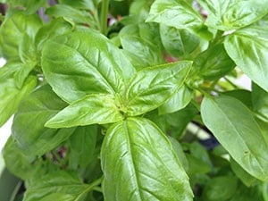 Basil