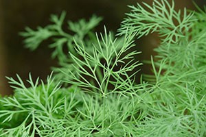 Dill