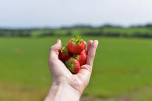 Wexford Strawberries