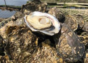 Realt na Mara Shellfish, Co. Kerry