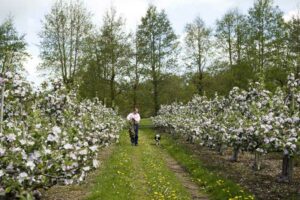 The Apple Farm, Co. Tipperary 