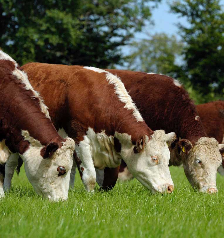 Irish Hereford Prime